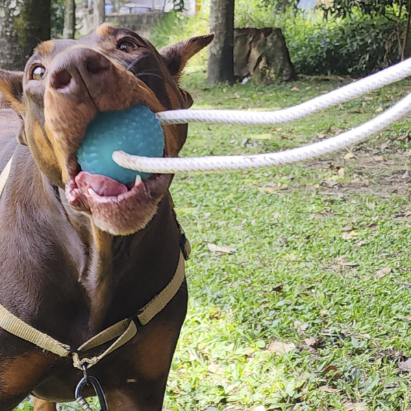 Ejercitador de Mandíbula para Perros - Image 4