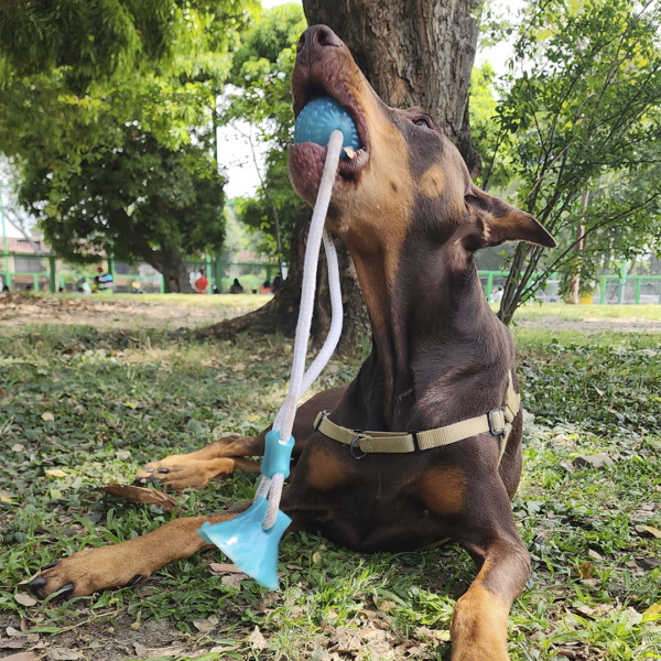 Ejercitador de Mandíbula para Perros - Image 5
