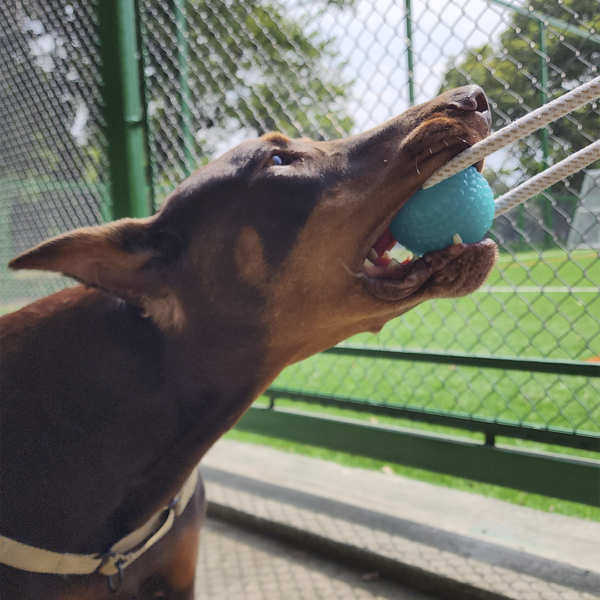 Ejercitador de Mandíbula para Perros - Image 2