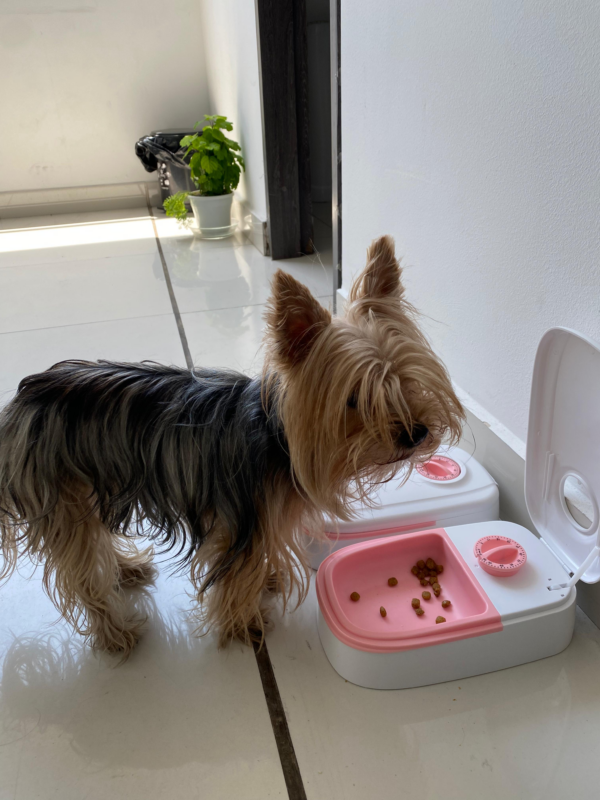 Comedero doble para mascota con temporizador - Image 3