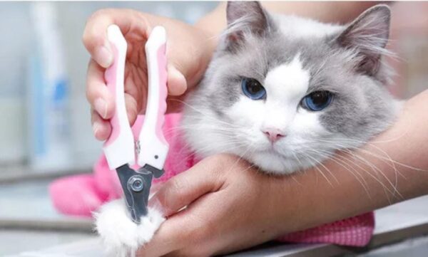 Malla Para Gatos - Image 4