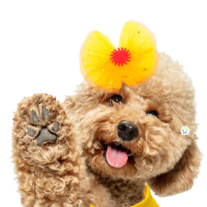 Mascotas De Bella 2